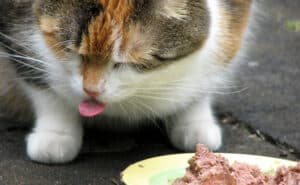 mon chat ne termine pas sa gamelle - aliments toxiques 1