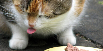 mon chat ne termine pas sa gamelle - aliments toxiques 1