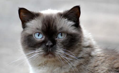 vie en appartement le british shorthair