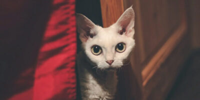 vie en appartement, le devon rex