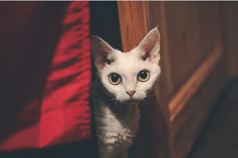 vie en appartement, le devon rex