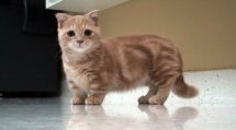 Top 10 des races de chats adaptées à la vie en appartement