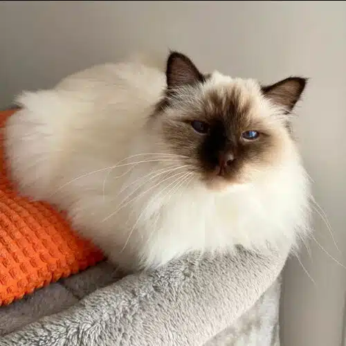 vie en appartement : le sacré de birmanie