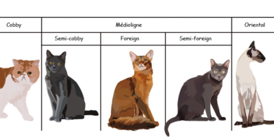 lexique morphologies