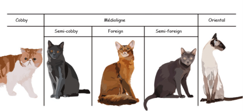 lexique morphologies