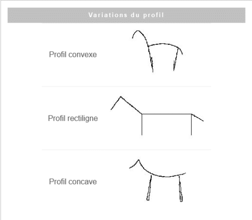 lexique morphologie variations de profils