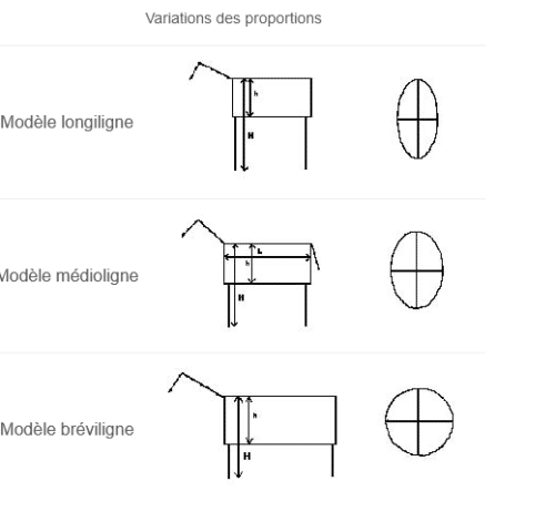 lexique morphologies