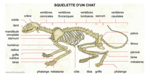 anatomie squelette du chat