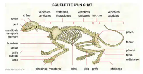 anatomie squelette du chat