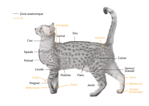 anatomie externe du chat