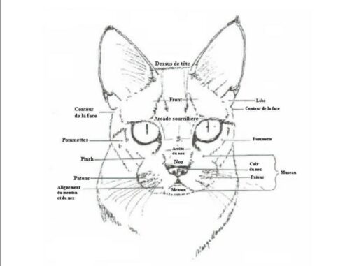 anatomie face de chat