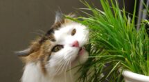 chat mange des plantes