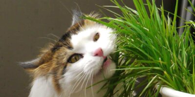 chat mange des plantes