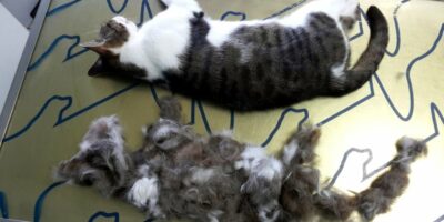 mue du chat