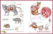 proteger mon chat contre les vers - cycle de vie du tenia