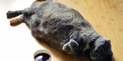 rencontre chat café