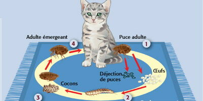 reproductions puces