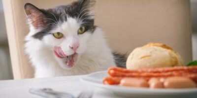 chat qui vole de la nourriture