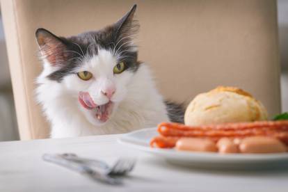 chat qui vole de la nourriture