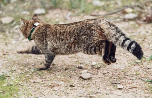 chat-renard