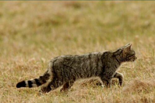 Chat renard en chasse