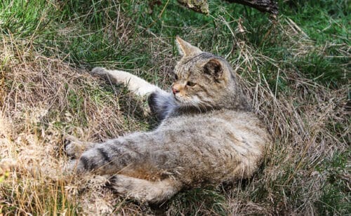 chat renard se repose