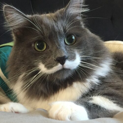 chats-les-plus-celebres-du-monde-Hamilton Hipster Cat