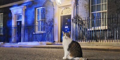chats-les-plus-celebres-du-monde-Larry the cat