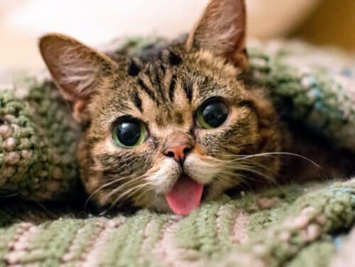 chats-les-plus-celebres-du-monde-Lil Bub