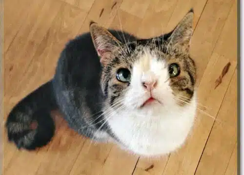 chats-les-plus-celebres-du-monde-Monty the cat