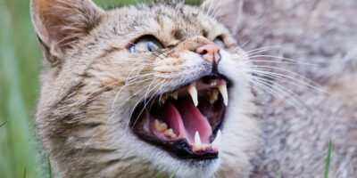couvre-feu pour les chats en Australie