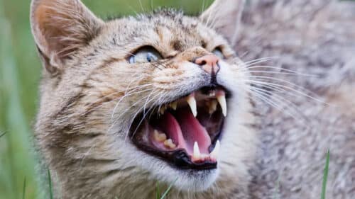 couvre-feu pour les chats en Australie