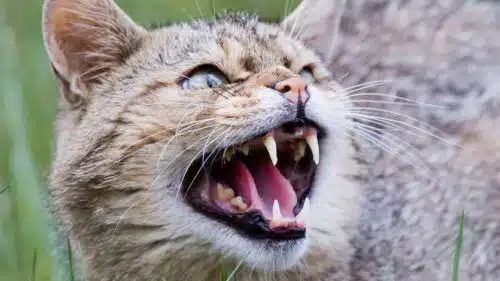 couvre-feu pour les chats en Australie
