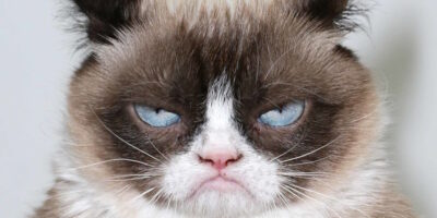 Chat rancunier - info ou intox