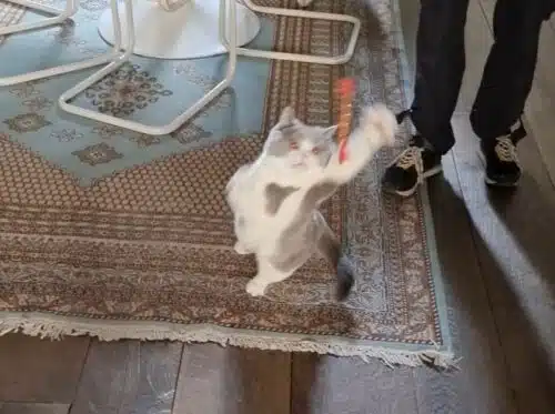 vivre en appartement avec un chat - le jeu