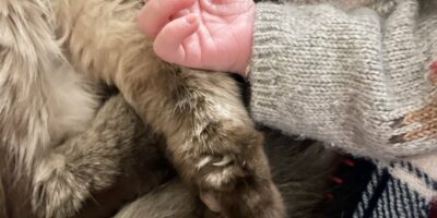 CHATS ET BEBES - CONSEILS 4