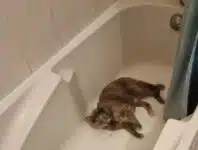 Protéger son chat de la chaleur Protéger son chat de la chaleur