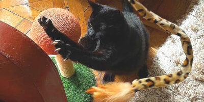 Empêcher un Chat de Gratter les Meubles