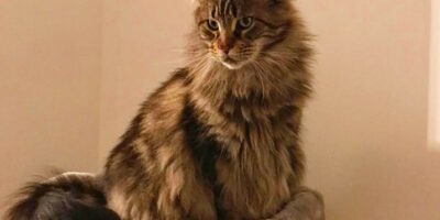 races de chats les plus intelligentes - Maine Coon