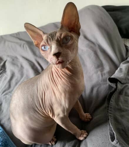 races de chats les plus intelligentes - Sphynx