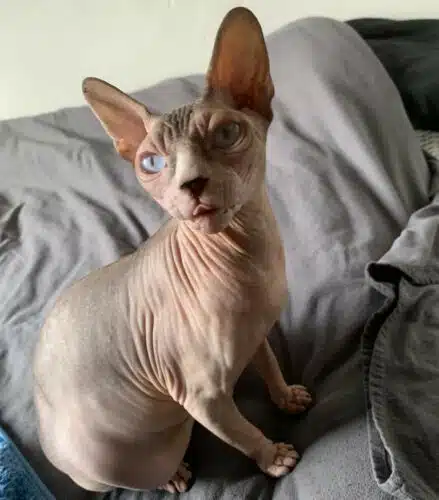races de chats les plus intelligentes - Sphynx