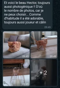 Communication constante entre Brian et les petsitters