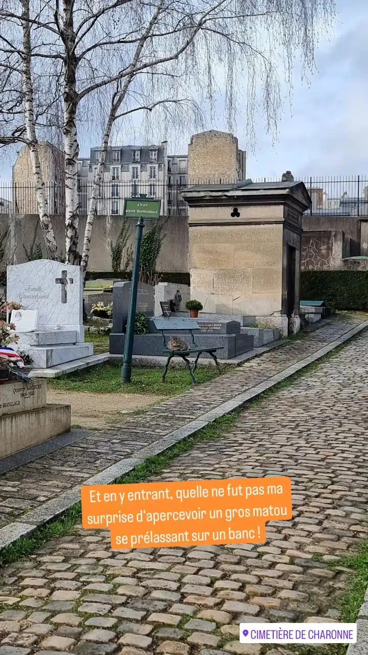 Les chats du cimetiere de Charonne - Philémon sur son banc