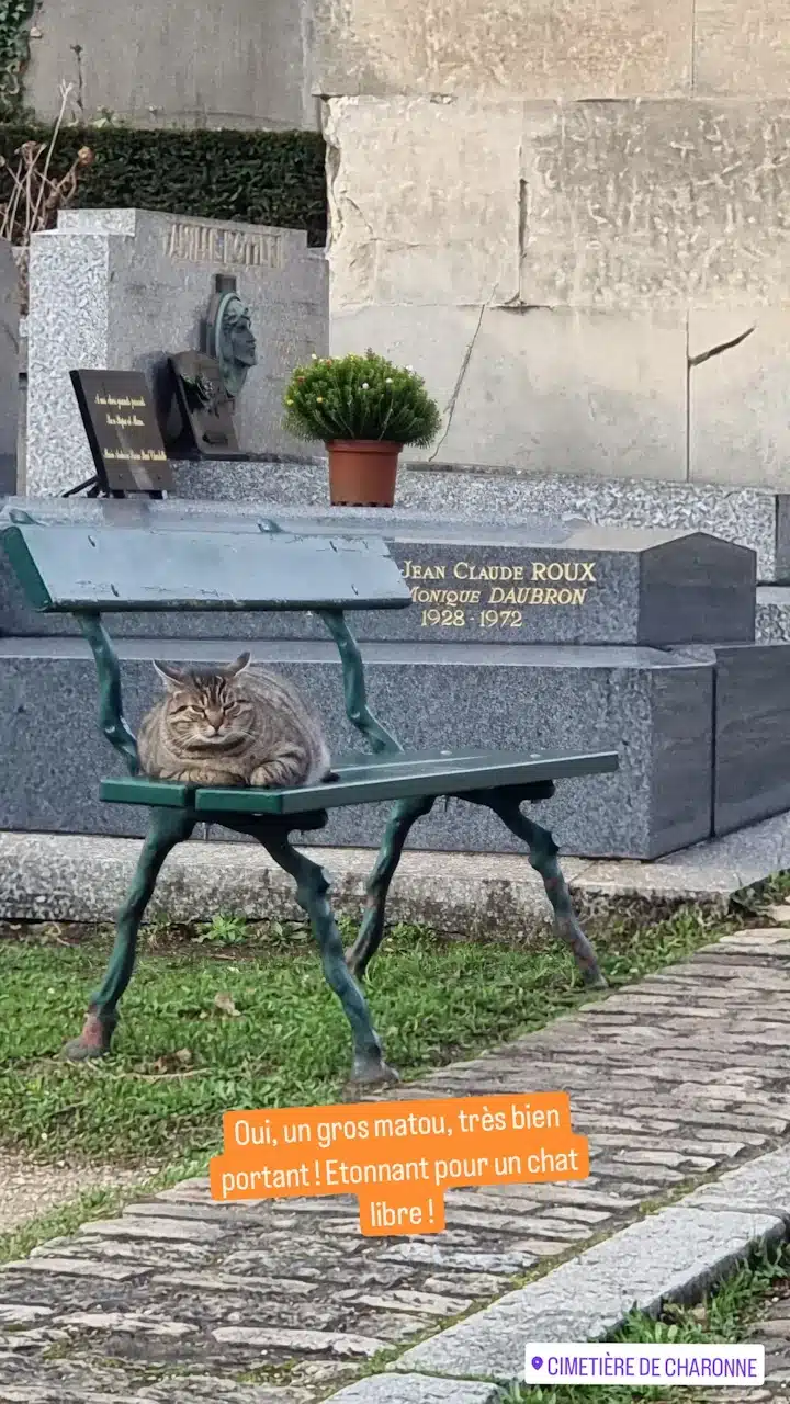 Un chat du cimetière ; : Philémon