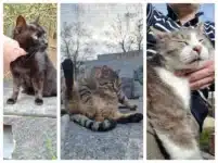 Les 3 chats du cimetière de Charonne