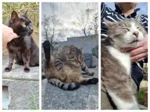 Les 3 chats du cimetière de Charonne