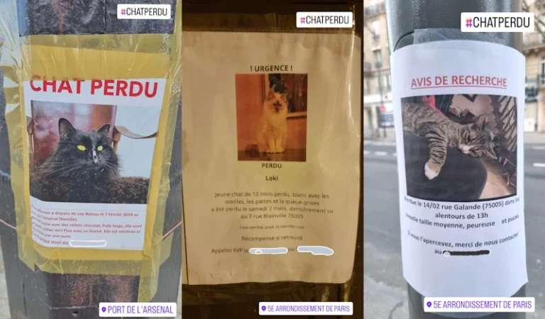 Affichettes "chat perdu"