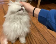 Chat persan - tout savoir sur lui