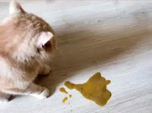 Un chat à côté de son vomi