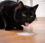 Mon chat vomit de la mousse blanche : causes et solutions Chat noir ayant vomi de la mousse blanche légère sur le sol